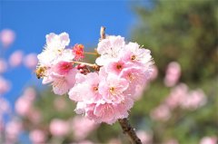 ��ʵ����seo�Ż���Ч����ֻ����û�Ҷ��Ż�����